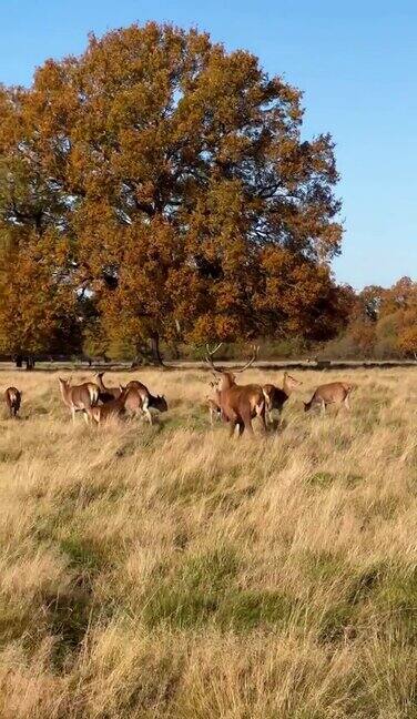 秋天的马鹿群里有牡鹿