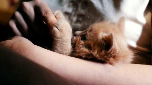 小毛绒绒的红色小猫躺在红指甲的女主人的手里通过咬她和抓她玩