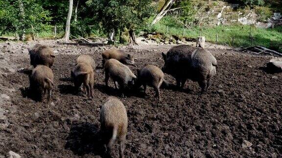 泥泞猪圈里的一群猪
