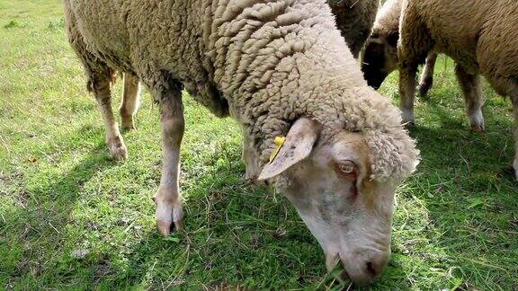 成年羊在草地上吃草