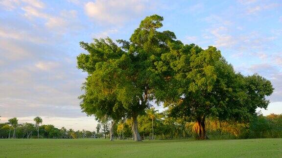 日落时分公园里的高大古树