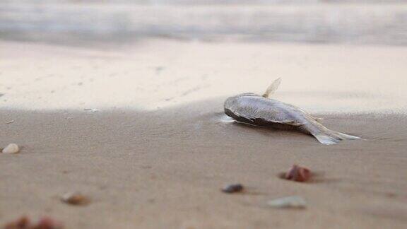 海滩上的一条死鱼