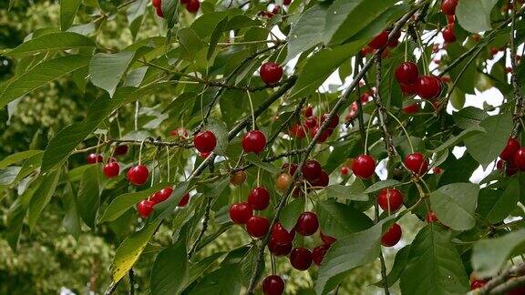 漂亮的红樱桃长在树枝上