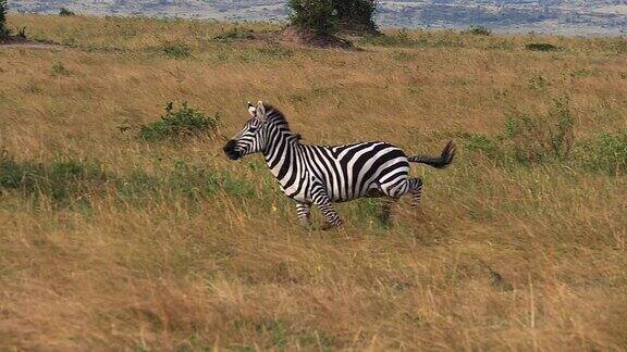 格兰特斑马马科马成年奔跑穿过萨凡纳马赛马拉公园在肯尼亚慢镜头