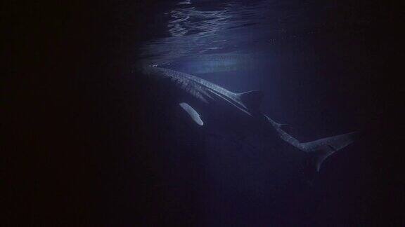 一条鲸鲨靠近水面游动