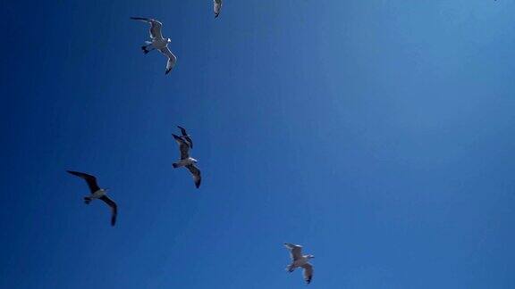 海鸥在飞