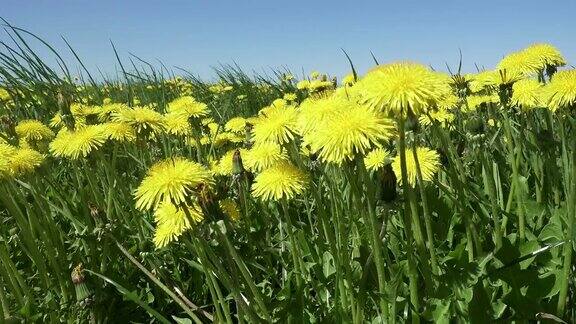 黄色的蒲公英盛开在春天的田野里