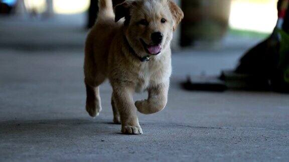 一只可爱的小狗在镜头后奔跑的慢动作镜头