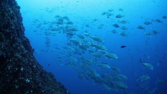 金枪鱼的学校在蓝色背景下的海洋水下寻找食物