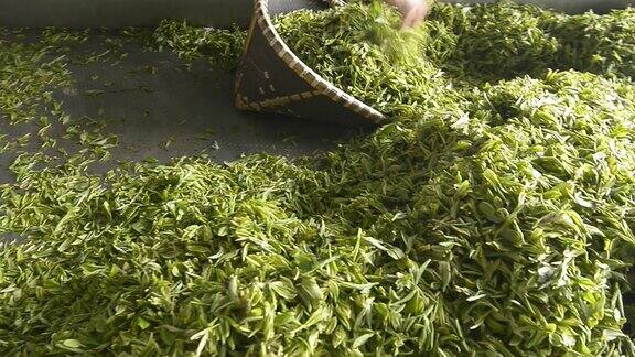 茶叶制作过程