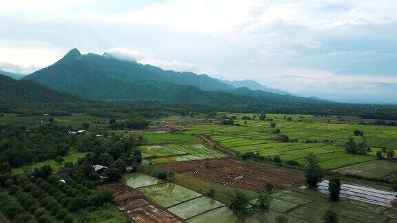 鸟瞰图:泰国的稻田和农田
