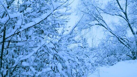 冬天森林里美丽的降雪