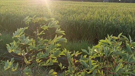 阳光照射在田野里的木薯叶子上