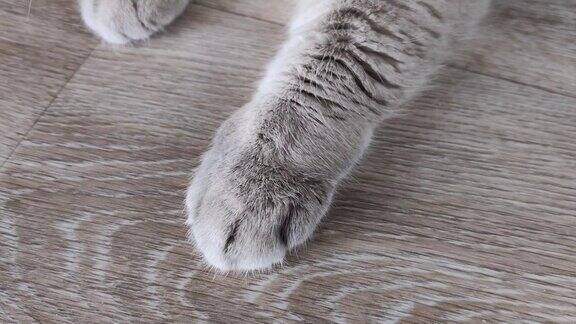 猫爪放在地板上