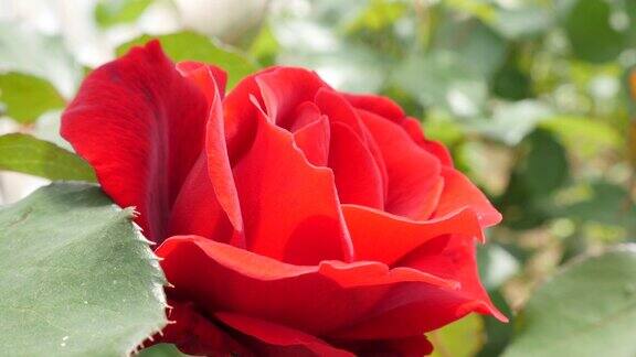 美丽的红玫瑰特写缓慢倾斜4K