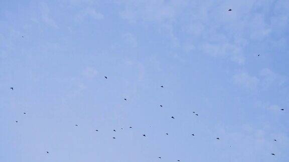 4K鸟群在大自然中飞翔