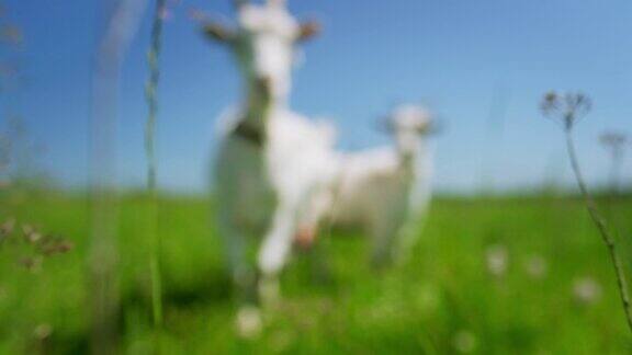 在一个阳光明媚的日子里两只山羊在绿色的草地上吃草的焦点