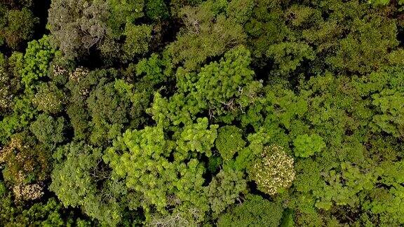卡奈马国家公园楚润河地区茂密雨林的鸟瞰图委内瑞拉