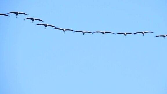 普通鹤或欧亚鹤(GrusGrus)在迁徙过程中飞行在半空中的鸟类