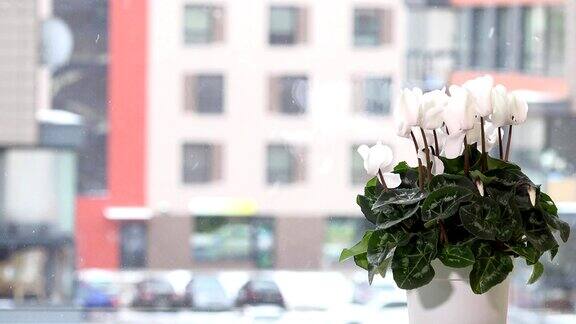 窗台上花盆里的白色仙客来花窗外雪花纷飞