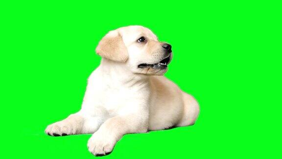 一只拉布拉多小狗躺在绿色的屏幕上