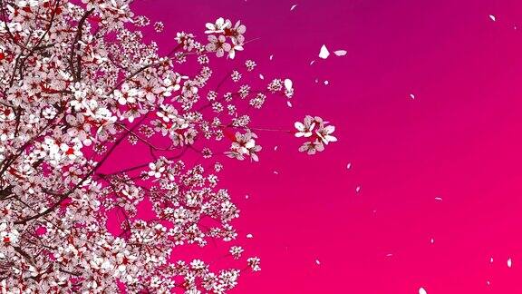 3D樱花樱花树开花和落花的花瓣