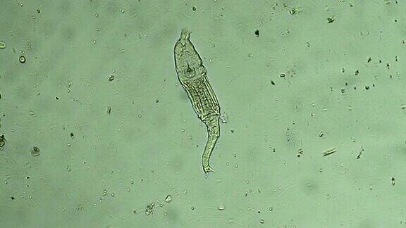 微生物-轮虫