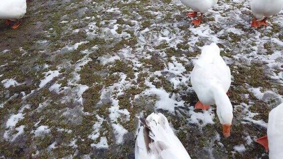 拍摄白鹅在冬天拍摄
