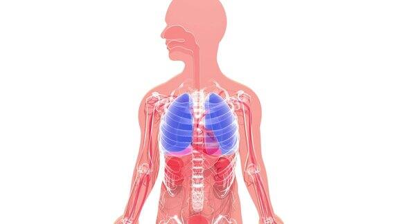 人体解剖的三维动画在凸现肺部和心脏内脏的剪影