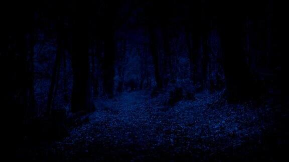 在夜晚穿过树林