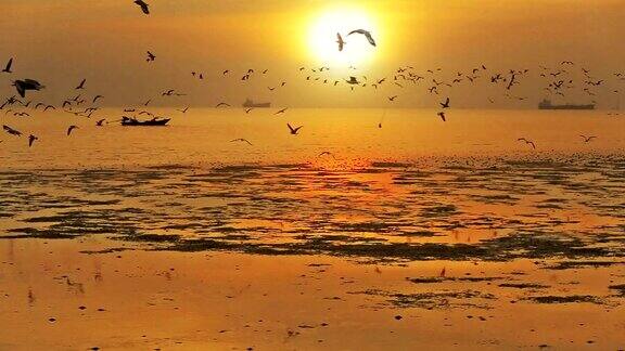 日落的海面上有许多海鸥