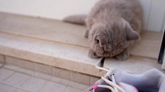 这只英国品种的小猫正在玩运动鞋的鞋带缓慢的运动