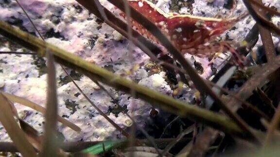 红虾在海底海底的草丛中寻找食物