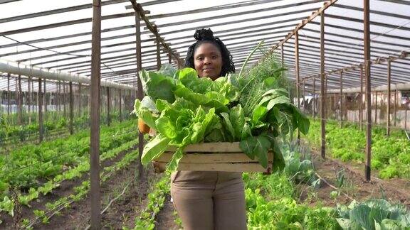 在有机蔬菜农场工作的非洲妇女