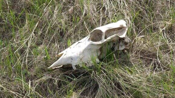 草地上一种大型动物的头骨