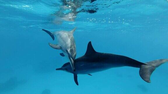 慢镜头两只海豚通过吹泡泡和摸鼻子来互相问候动物在野生动物中交流飞旋海豚(长颈海豚)特写水下拍摄红海萨塔亚礁(海豚屋)马萨阿拉姆埃及非洲