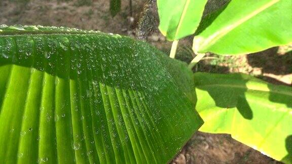 慢动作俯视图雨滴落在芭蕉叶