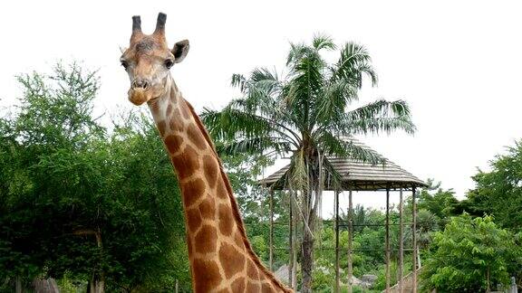 野生动物园里的一只长颈鹿动物园里有长颈鹿长颈鹿咀嚼长颈鹿驼豹头部靠近