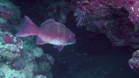 珊瑚礁背景上的大豹石斑鱼