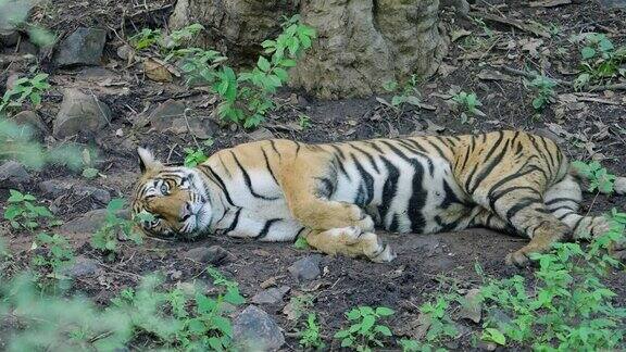 一只年轻的母老虎正在放松试入睡