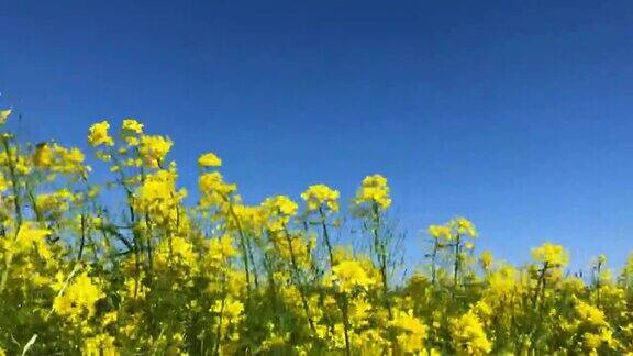 许多黄花摇曳着