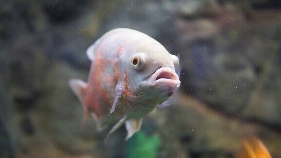 视觉天文或奥斯卡鱼在水族馆的特写有选择性的重点