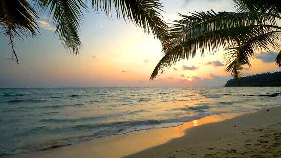 海滩上的日落和微风吹拂的海上椰子树