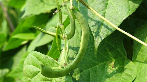 菜豆(phaseololesvulgarisL.bean)在大田阳光下生长