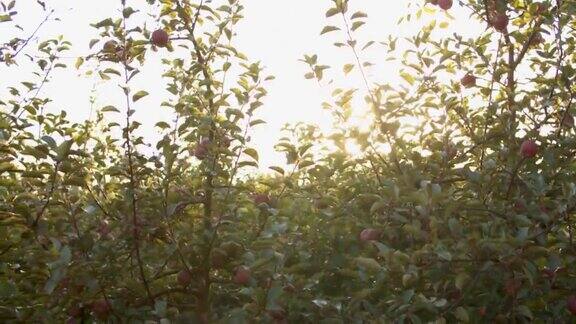 一个果园里苹果生长的4k视频片段