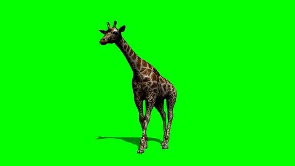 长颈鹿在阴影绿色的屏风下行走