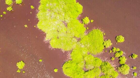 菲律宾棉兰老岛上的红树林湖