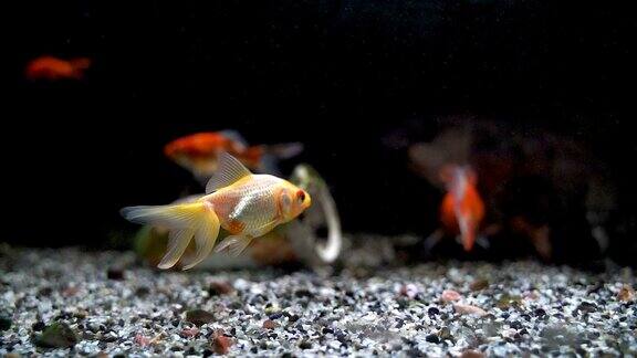 金鱼在水族馆里游泳的慢动作