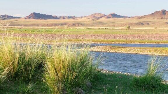 蒙古西南部扎班汗-苟勒河岸边芨芨草的蒙古草原