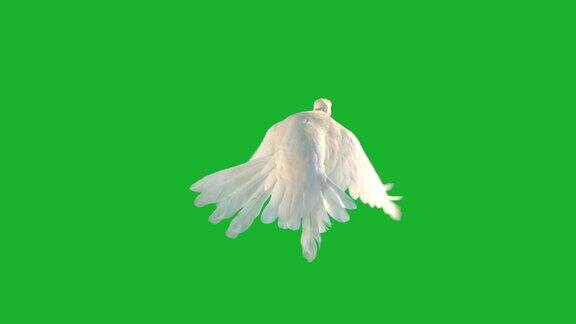 白色的鸽子在绿色的屏幕上飞翔
